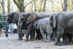 zoo-wuppertal-junge-elefanten-uli-shawu-2011-02-07-016