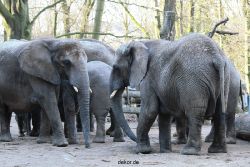 zoo-wuppertal-junge-elefanten-uli-shawu-2011-02-07-017