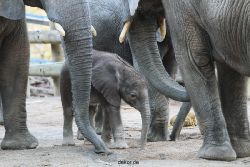 zoo-wuppertal-junge-elefanten-uli-shawu-2011-02-07-018