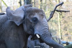 zoo-wuppertal-junge-elefanten-uli-shawu-2011-02-07-019