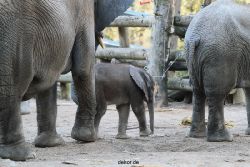 zoo-wuppertal-junge-elefanten-uli-shawu-2011-02-07-020