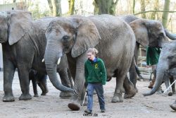 zoo-wuppertal-junge-elefanten-uli-shawu-2011-02-07-021