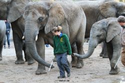 zoo-wuppertal-junge-elefanten-uli-shawu-2011-02-07-022