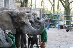 zoo-wuppertal-junge-elefanten-uli-shawu-2011-02-07-023