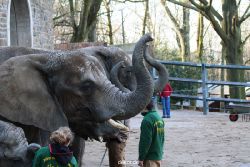 zoo-wuppertal-junge-elefanten-uli-shawu-2011-02-07-024