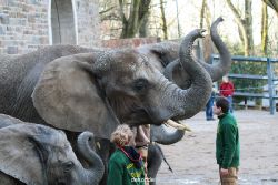 zoo-wuppertal-junge-elefanten-uli-shawu-2011-02-07-025