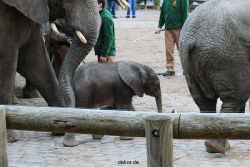 zoo-wuppertal-junge-elefanten-uli-shawu-2011-02-07-026