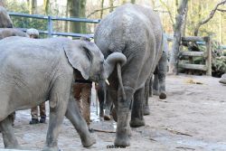 zoo-wuppertal-junge-elefanten-uli-shawu-2011-02-07-027