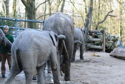 zoo-wuppertal-junge-elefanten-uli-shawu-2011-02-07-028