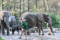 zoo-wuppertal-junge-elefanten-uli-shawu-2011-02-07-029