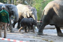 zoo-wuppertal-junge-elefanten-uli-shawu-2011-02-07-030