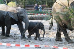 zoo-wuppertal-junge-elefanten-uli-shawu-2011-02-07-031