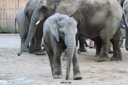 zoo-wuppertal-junge-elefanten-uli-shawu-2011-02-08-001