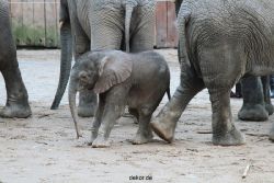 zoo-wuppertal-junge-elefanten-uli-shawu-2011-02-08-002