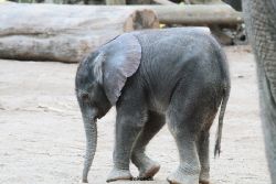 zoo-wuppertal-junge-elefanten-uli-shawu-2011-02-08-003