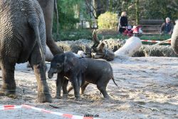 zoo-wuppertal-junge-elefanten-uli-shawu-2011-02-08-004