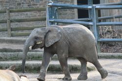 zoo-wuppertal-junge-elefanten-uli-shawu-2011-02-08-005
