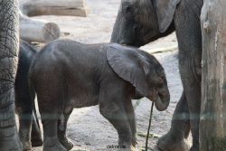 zoo-wuppertal-junge-elefanten-uli-shawu-2011-02-08-006