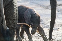 zoo-wuppertal-junge-elefanten-uli-shawu-2011-02-08-007