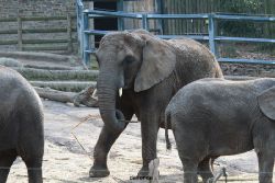 zoo-wuppertal-junge-elefanten-uli-shawu-2011-02-08-008