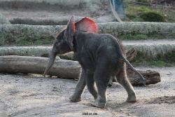 zoo-wuppertal-junge-elefanten-uli-shawu-2011-02-08-009