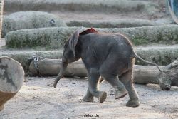 zoo-wuppertal-junge-elefanten-uli-shawu-2011-02-08-010