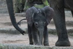 zoo-wuppertal-junge-elefanten-uli-shawu-2011-02-08-011
