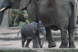 zoo-wuppertal-junge-elefanten-uli-shawu-2011-02-08-012