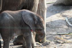 zoo-wuppertal-junge-elefanten-uli-shawu-2011-02-09-002