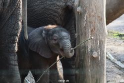 zoo-wuppertal-junge-elefanten-uli-shawu-2011-02-09-003