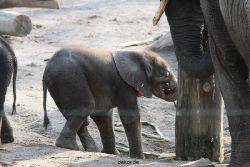 zoo-wuppertal-junge-elefanten-uli-shawu-2011-02-09-005