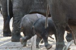 zoo-wuppertal-junge-elefanten-uli-shawu-2011-02-09-007