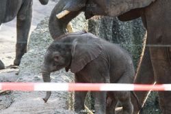 zoo-wuppertal-junge-elefanten-uli-shawu-2011-02-09-009