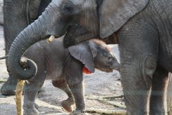zoo-wuppertal-junge-elefanten-uli-shawu-2011-02-09-010