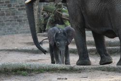 zoo-wuppertal-junge-elefanten-uli-shawu-2011-02-09-013