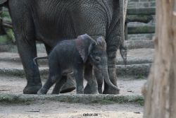 zoo-wuppertal-junge-elefanten-uli-shawu-2011-02-09-016