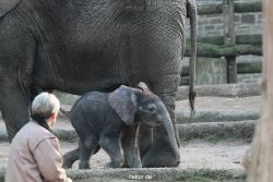 zoo-wuppertal-junge-elefanten-uli-shawu-2011-02-09-017