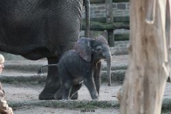 zoo-wuppertal-junge-elefanten-uli-shawu-2011-02-09-018