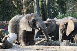 zoo-wuppertal-junge-elefanten-uli-shawu-2011-02-09-019