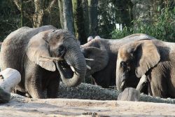 zoo-wuppertal-junge-elefanten-uli-shawu-2011-02-09-020