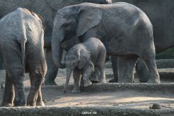 zoo-wuppertal-junge-elefanten-uli-shawu-2011-02-17-002