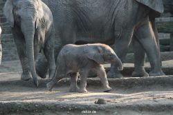 zoo-wuppertal-junge-elefanten-uli-shawu-2011-02-17-003