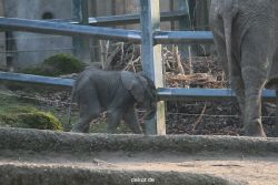 zoo-wuppertal-junge-elefanten-uli-shawu-2011-02-17-004