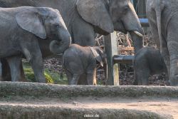 zoo-wuppertal-junge-elefanten-uli-shawu-2011-02-17-005