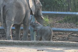 zoo-wuppertal-junge-elefanten-uli-shawu-2011-02-17-006
