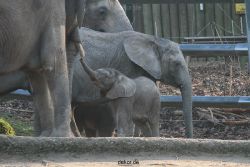 zoo-wuppertal-junge-elefanten-uli-shawu-2011-02-17-007