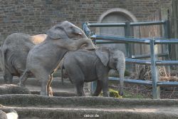 zoo-wuppertal-junge-elefanten-uli-shawu-2011-02-17-008