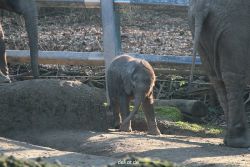 zoo-wuppertal-junge-elefanten-uli-shawu-2011-02-17-009