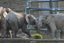 zoo-wuppertal-junge-elefanten-uli-shawu-2011-02-17-010