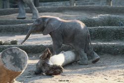 zoo-wuppertal-junge-elefanten-uli-shawu-2011-02-17-011